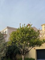 Orangenbaum in Monaco.JPEG &ndash; &copy; Anne Fohlert (Eberhardt TRAVEL)