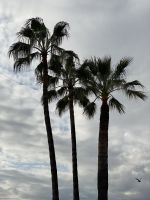 Promenade des Anglais .JPEG &ndash; &copy; Anne Fohlert (Eberhardt TRAVEL)