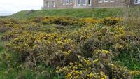 08-7_Cap Fréhel.JPG &ndash; &copy; Birgit Janosch (Eberhardt TRAVEL)