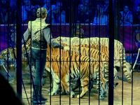 Tag 4 45. internationales Zirkusfestival &ndash; &copy; Gabriele Sauer (Eberhardt TRAVEL)