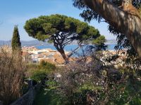 Sonnenschirm-Pinie &ndash; &copy; Alexandre de Bordelius (Eberhardt TRAVEL)