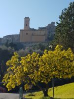 Mimose in Eze &ndash; &copy; Alexandre de Bordelius (Eberhardt TRAVEL)