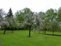 Chateua d Breuil Apfelbäume &ndash; &copy; Claudia Bernhardt (Eberhardt TRAVEL)