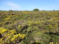 Cap Frehel - Ginterbüsche &ndash; &copy; Claudia Bernhardt (Eberhardt TRAVEL)