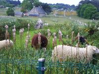 Bretagne &ndash; &copy; Cordula Conrad (Eberhardt TRAVEL)