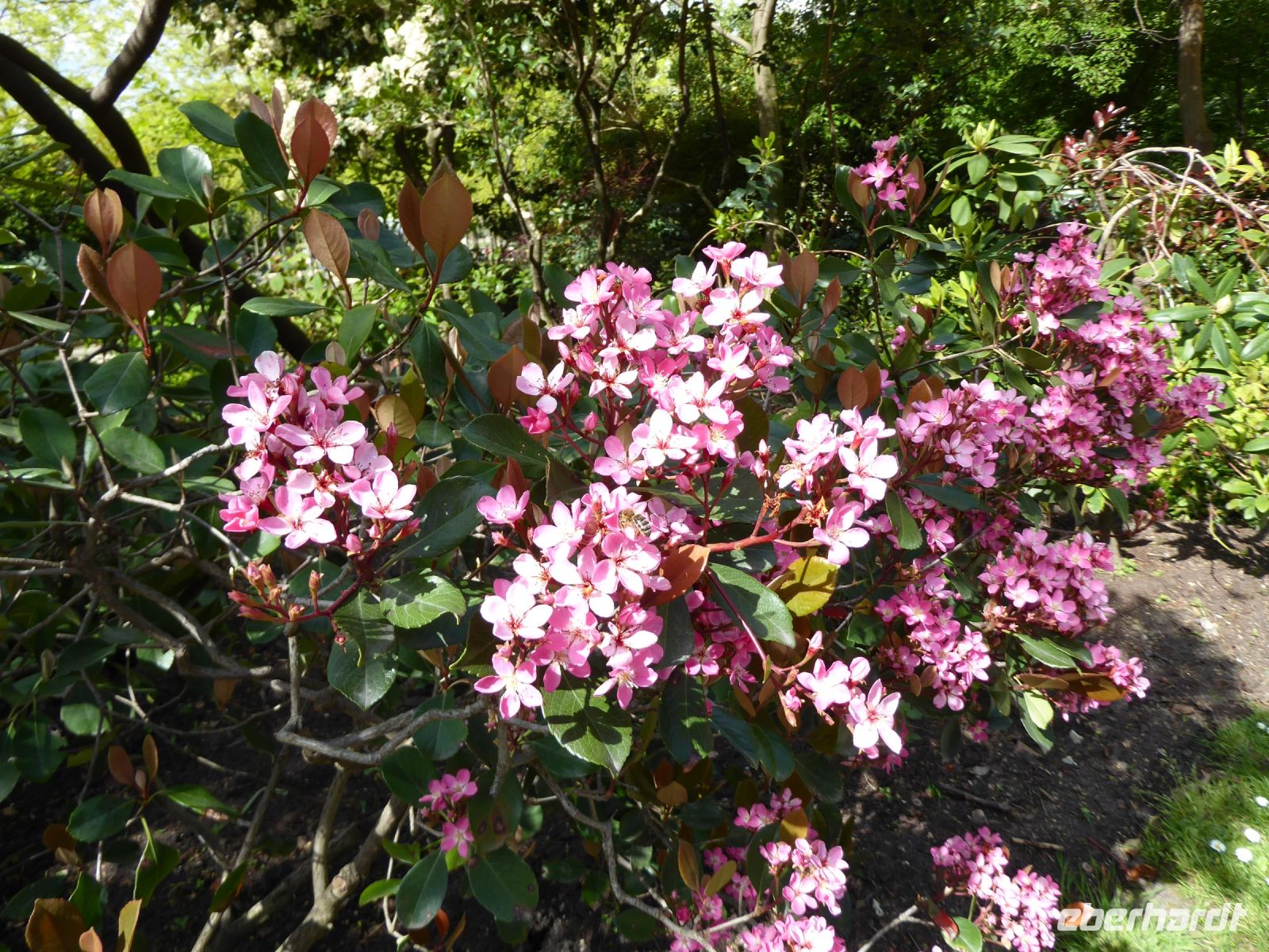 Tag 6 04.05.2023 Spaziergang am Morgen im Jardin de Luxembourg &ndash; &copy; Gabriele Sauer (Eberhardt TRAVEL)