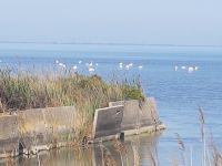 Camargue Etang du Vaccares &ndash; &copy; Beate Schroedter (Eberhardt TRAVEL)