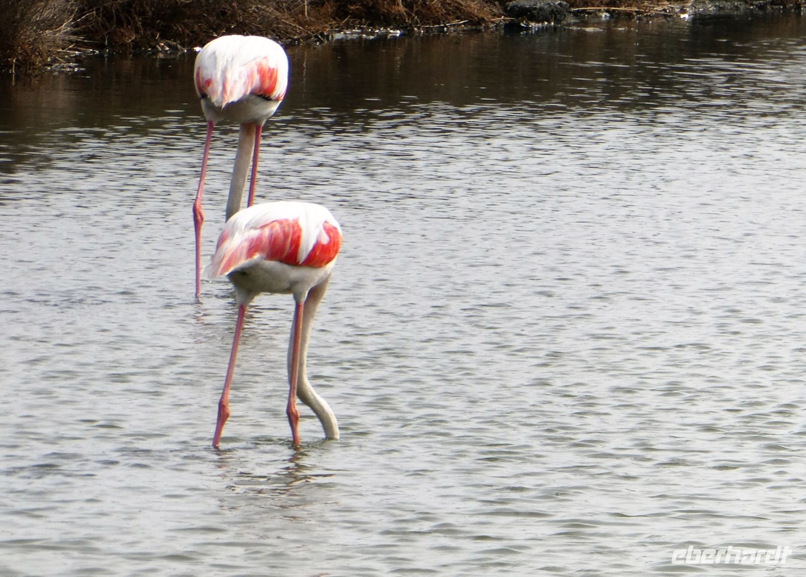rosa Flamingos beim Frühstück &ndash; &copy; Gina Egenolf (Eberhardt TRAVEL)