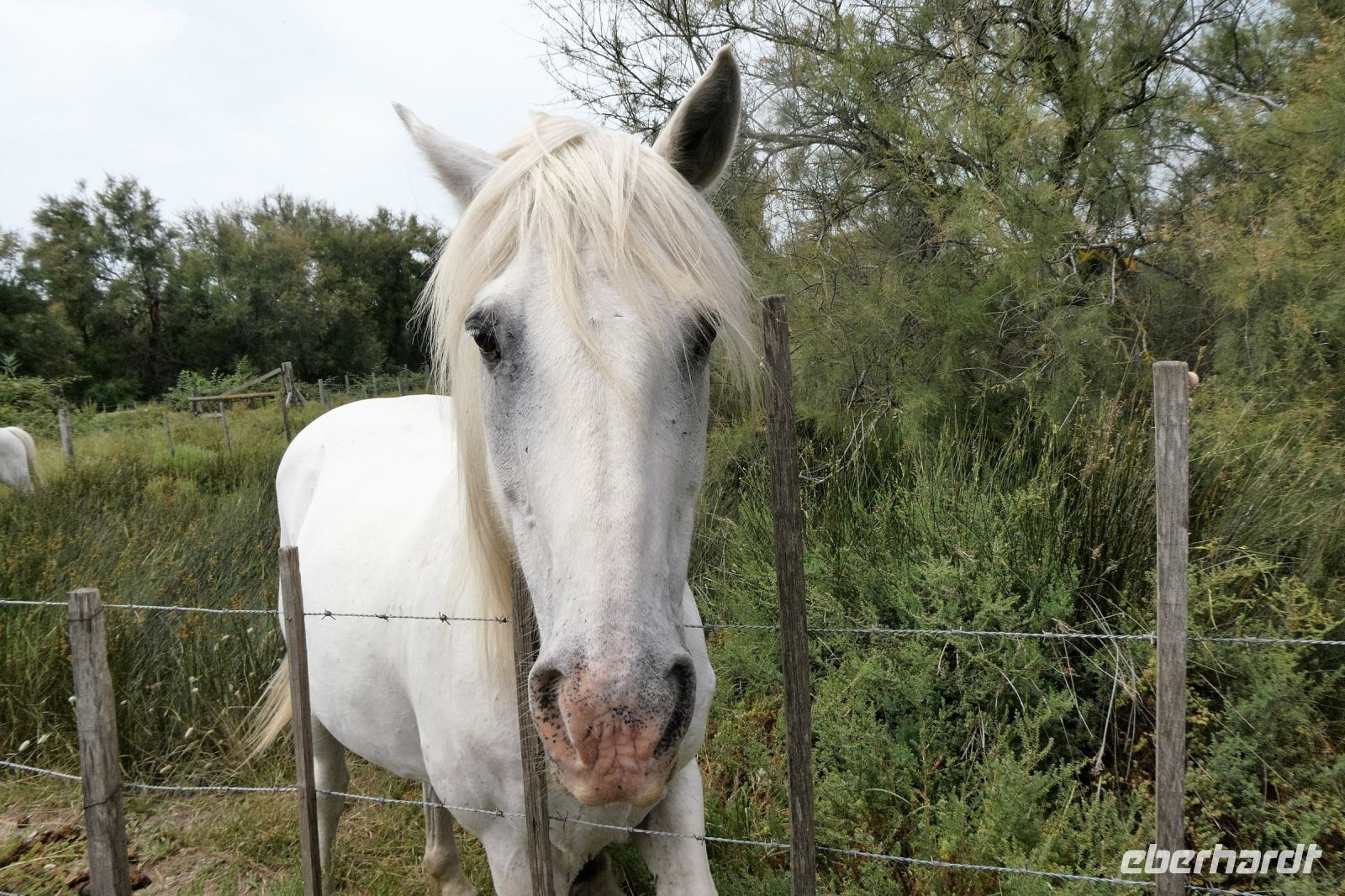 Camargue-Pferd &ndash; &copy; Gina Egenolf (Eberhardt TRAVEL)