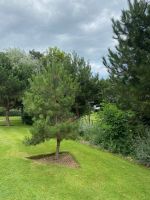Baum der Hoffnung &ndash; &copy; Gerold Achim Adamietz (Eberhardt TRAVEL)