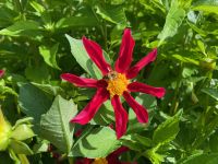 Bienen gibt es auch &ndash; &copy; Gerold Achim Adamietz (Eberhardt TRAVEL)