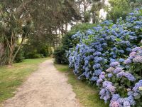 Hortensientraum &ndash; &copy; Gerold Achim Adamietz (Eberhardt TRAVEL)