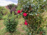 Im Rosengarten &ndash; &copy; Gerold Achim Adamietz (Eberhardt TRAVEL)