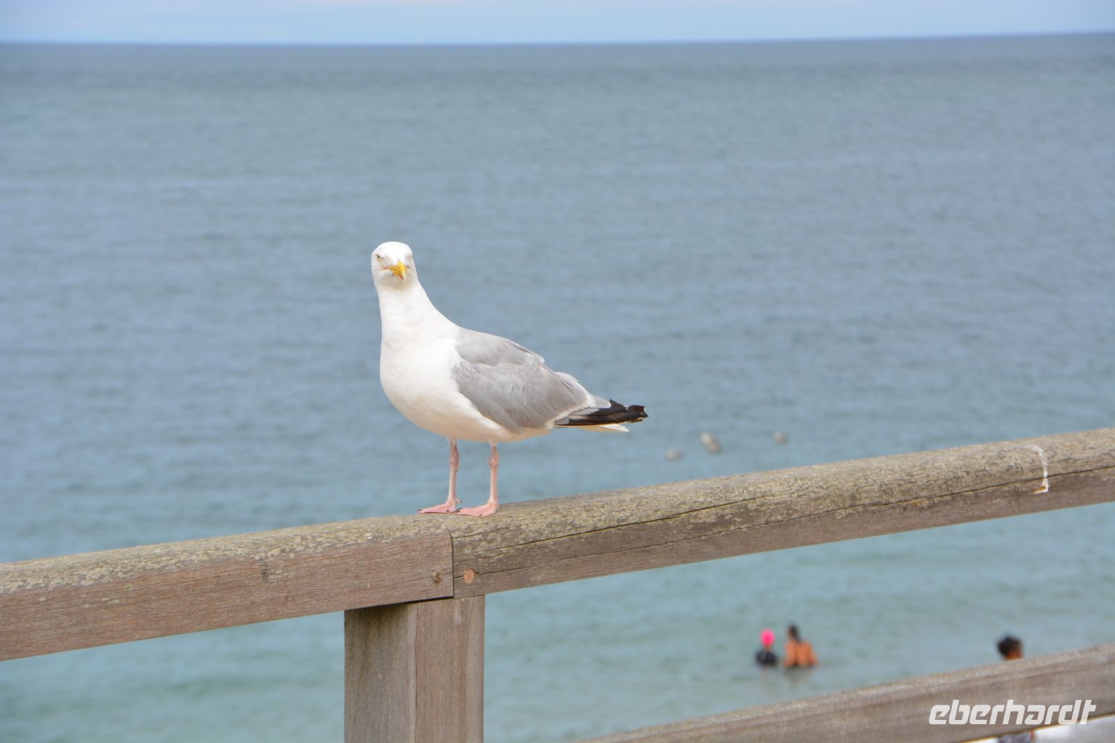 Möwe auf Pirsch  &ndash; &copy; Gina Egenolf (Eberhardt TRAVEL)