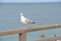 Möwe auf Pirsch  &ndash; &copy; Gina Egenolf (Eberhardt TRAVEL)