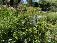 Giverny  - Seerosenteich &ndash; &copy; Roswitha Zytowski (Eberhardt TRAVEL)