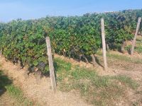 Chinon: Weingutes 