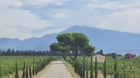 Weinfeldstraße Châteauneuf-du-Pape &ndash; &copy; Ute Solf (Eberhardt TRAVEL)