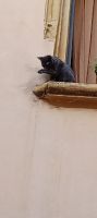 Katzen wandern von Fenster  zu Fenster &ndash; &copy; Ute Solf (Eberhardt TRAVEL)