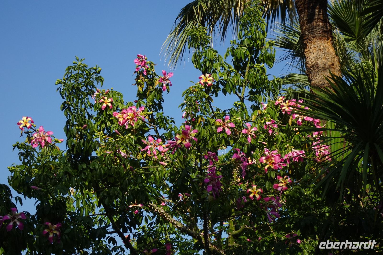Tag 5 06.10.2023  Monte Carlo, Kapokbaum, Ceiba speziosa &ndash; &copy; Gabriele Sauer (Eberhardt TRAVEL)