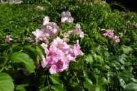 Tag 2 03.10.2023 Nizza, Kloster Cimiez, Thunbergia &ndash; &copy; Gabriele Sauer (Eberhardt TRAVEL)