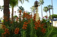 Tag 4 05.10.2023 Cannes, Löwenohr, Leonotis &ndash; &copy; Gabriele Sauer (Eberhardt TRAVEL)