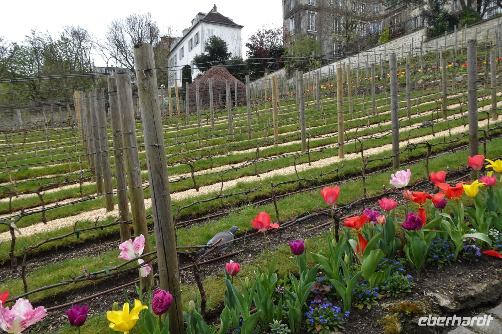 Tag 4 31.03.2024, Weinberg auf dem Montmartre &ndash; &copy; Gabriele Sauer (Eberhardt TRAVEL)