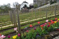 Tag 4 31.03.2024, Weinberg auf dem Montmartre &ndash; &copy; Gabriele Sauer (Eberhardt TRAVEL)