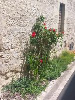 Montsoreau &ndash; &copy; Dieter Braune (Eberhardt TRAVEL)