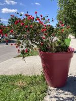 Avignon &ndash; &copy; Roswitha Zytowski (Eberhardt TRAVEL)
