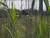 Camargue &ndash; &copy; Beate Schroedter (Eberhardt TRAVEL)