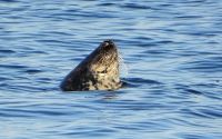 Schnappschuss im Meer-eine Robbe                              copyright D.Hosterman &ndash; &copy; Gina Egenolf (Eberhardt TRAVEL)