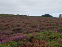 Cap Fréhel &ndash; &copy; Beate Schroedter (Eberhardt TRAVEL)