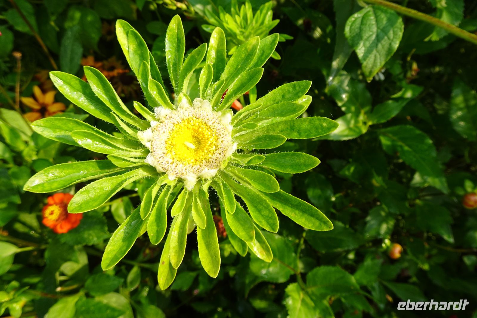 Tag 3, 19.08.2024 Giverny, Gärten von Monet  &ndash; &copy; Gabriele Sauer (Eberhardt TRAVEL)