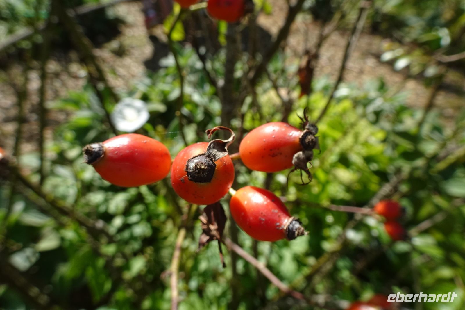 Tag 9, 25.08.2024 Jardin Francois &ndash; &copy; Gabriele Sauer (Eberhardt TRAVEL)