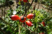 Tag 9, 25.08.2024 Jardin Francois &ndash; &copy; Gabriele Sauer (Eberhardt TRAVEL)