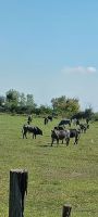 Camargue Stiere &ndash; &copy; Ute Solf (Eberhardt TRAVEL)