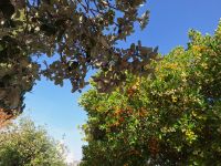20241015_104029, der Erdbeerbaum mit seinen roten Früchten.jpg &ndash; &copy; Claudia Hartwich (Eberhardt TRAVEL)
