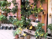 Zitronenbäumchen für den Balkon oder Garten in Menton &ndash; &copy; Gina Egenolf (Eberhardt TRAVEL)