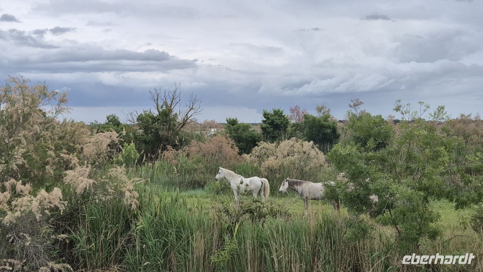Camargue &ndash; &copy; Sinah Witzig (Eberhardt TRAVEL)