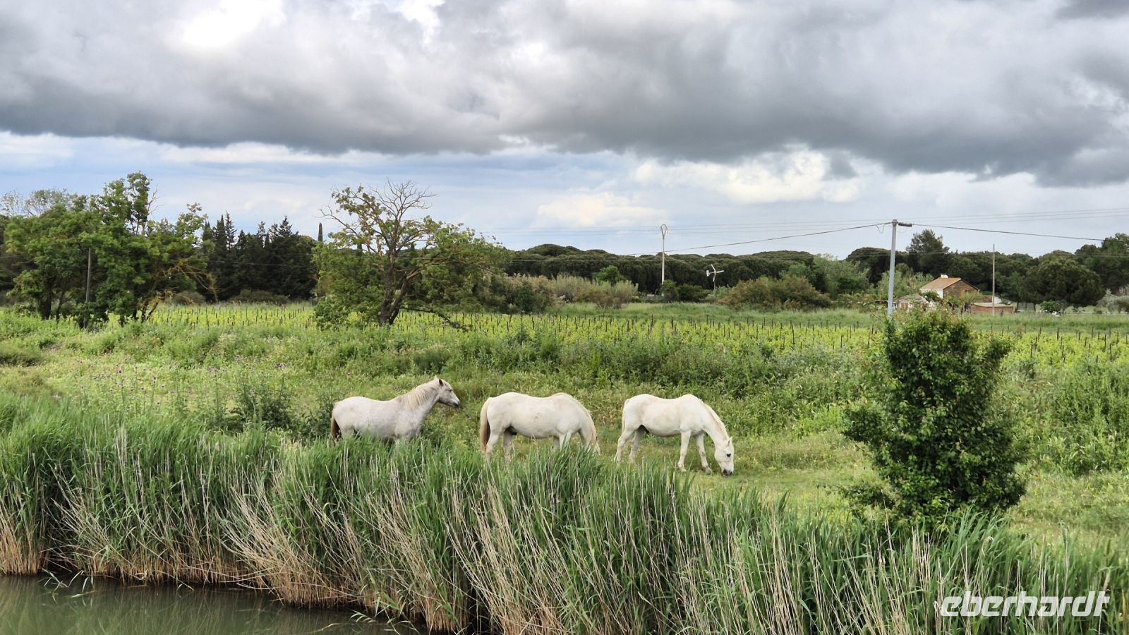 Camargue &ndash; &copy; Sinah Witzig (Eberhardt TRAVEL)
