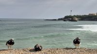 Biarritz &ndash; &copy; Sinah Witzig (Eberhardt TRAVEL)