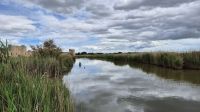Camargue &ndash; &copy; Sinah Witzig (Eberhardt TRAVEL)