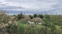 Camargue &ndash; &copy; Sinah Witzig (Eberhardt TRAVEL)