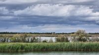 Camargue &ndash; &copy; Sinah Witzig (Eberhardt TRAVEL)