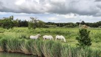 Camargue &ndash; &copy; Sinah Witzig (Eberhardt TRAVEL)