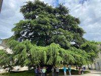 Radreise Loire vom 3.-11.5.25: Eine uralte Libanonzeder im bischöflichen Garten &ndash; &copy; Ekkehard Villing (Eberhardt TRAVEL)