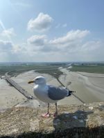 Möwe und Couesnon &ndash; &copy; G. Adamietz (Eberhardt TRAVEL)
