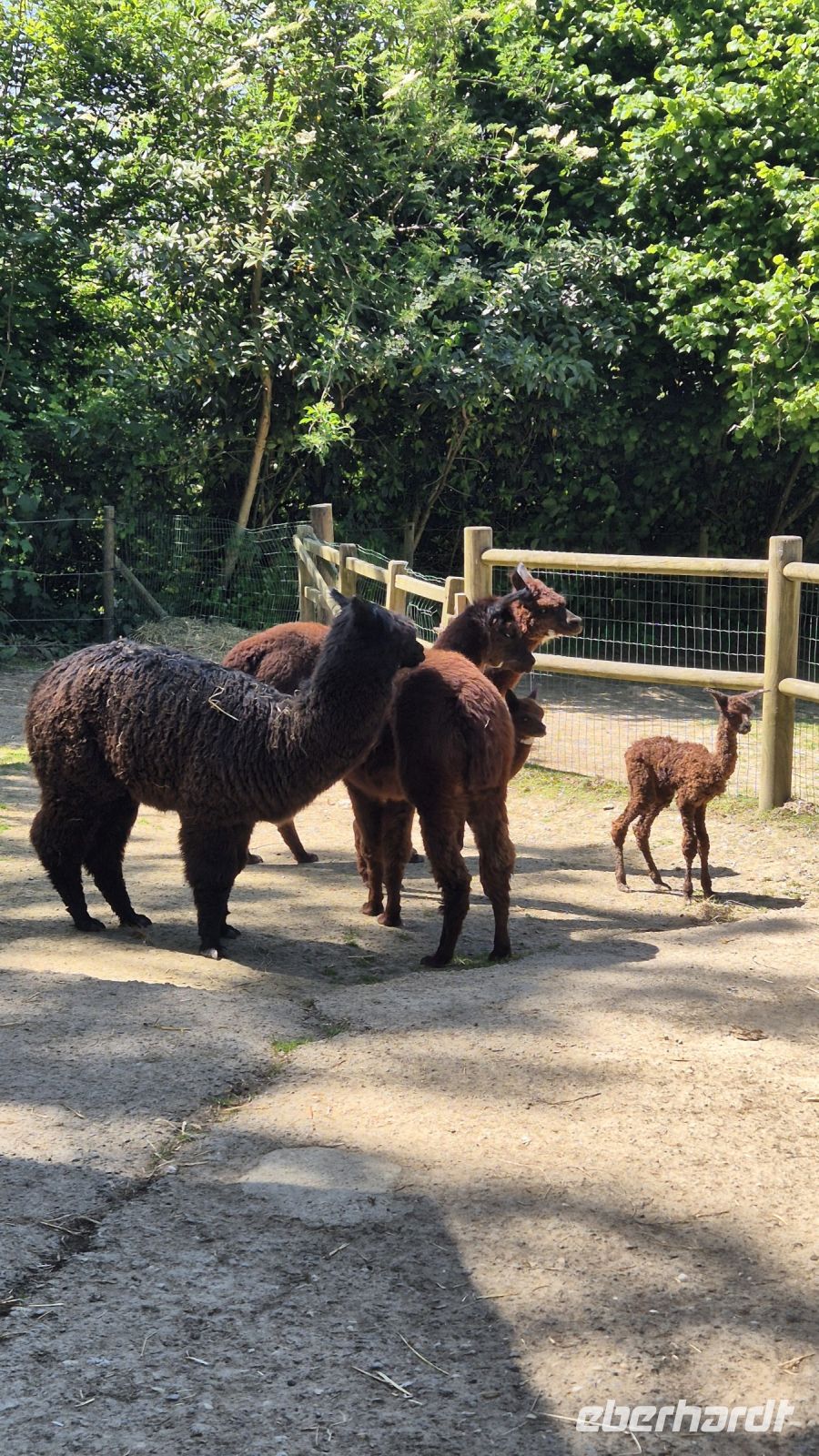 Jardin Zoologique de Champrépus &ndash; &copy; Sinah Witzig (Eberhardt TRAVEL)
