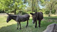 Jardin Zoologique de Champrépus &ndash; &copy; Sinah Witzig (Eberhardt TRAVEL)